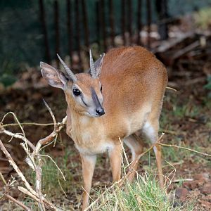 Suni (Neotragus moschatus)