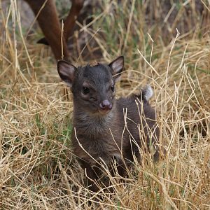 Cape blue duiker (Philantomba monticola monticola) young
