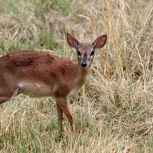 Suni (Neotragus moschatus) female