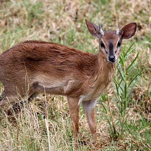 Suni (Neotragus moschatus)