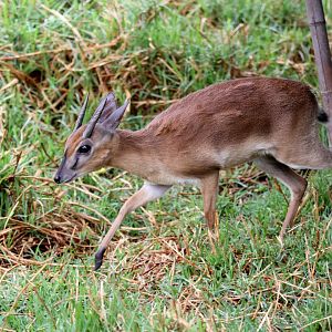 Suni (Neotragus moschatus)