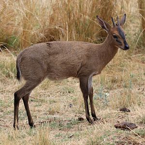 Cape Duiker (Sylvicapra grimmia grimmia)