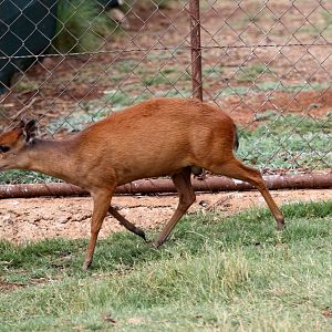 red forest or Natal red duiker (Cephalophus natalensis)