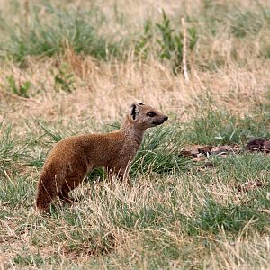 yellow mongoose (Cynictis penicillata) wild