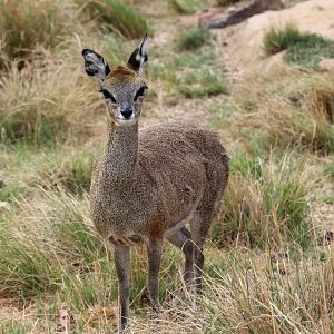 Cape Klipspringer (Oreotragus oreotragus oreotragus)