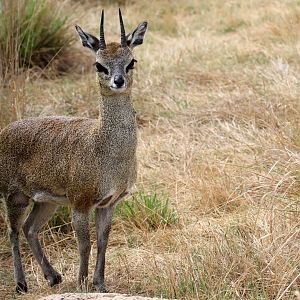 Cape Klipspringer (Oreotragus oreotragus oreotragus)