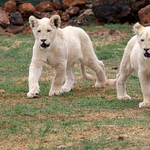 white lion cubs (Panthera leo melanochaita)