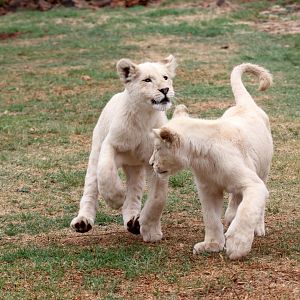 white lion cubs (Panthera leo melanochaita)