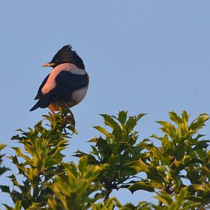 Rose-coloured Starling, West Yorkshire 13/06/20