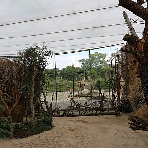View from giraffe house towards outdoor savanna enclosure
