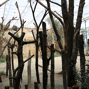 giraffe indoor enclosure floor view