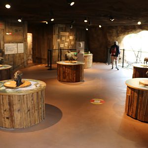 models of all extant rhino species