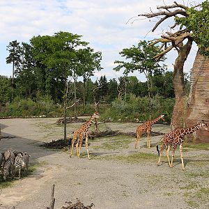 in front of giraffe house