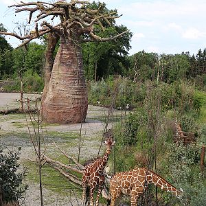 in front of giraffe house