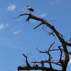 white stork on baobab
