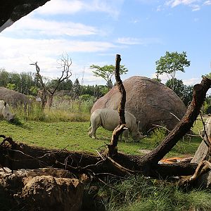 Kopje viewpoint into main savanna enclosure