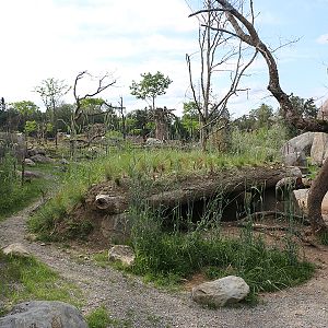 Hyena enclosure with views of main savanna enclosure in background