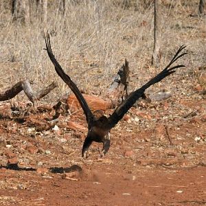 Wedge-tailed eagle