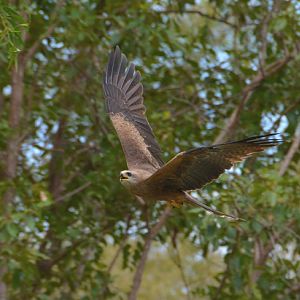 Black kite