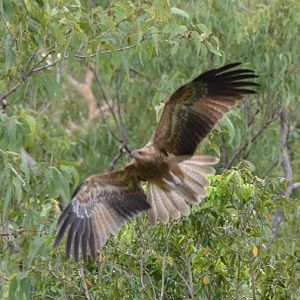 Whistling kite