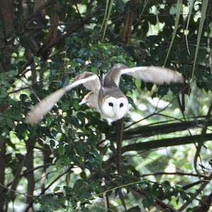 Barn owl