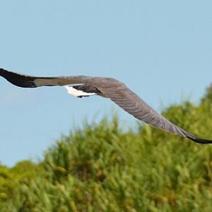 White-bellied sea-eagle