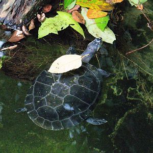 Podocnemis unifilis / Yellow-Spotted River Turtle