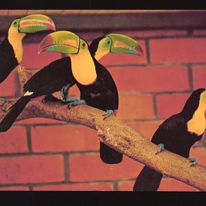 Keel-Billed Toucans , circa 1970s (National Archives of Singapore)