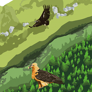 Vulture Valley - Map of Turkish exhibit