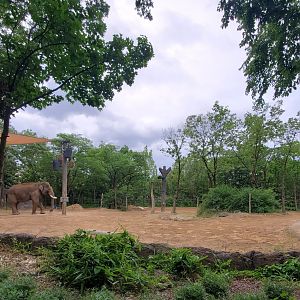 Jun. 2020 - Elephant Reserve - Right Indian Elephant Exhibit