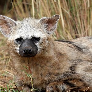 Southern aardwolf (Proteles cristata cristata)