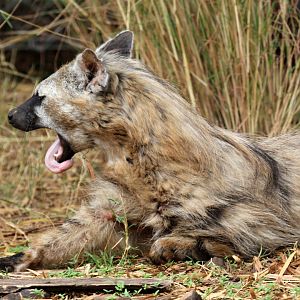 Southern aardwolf (Proteles cristata cristata)