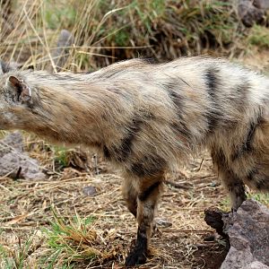 Southern aardwolf (Proteles cristata cristata)