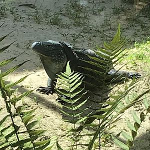 Grand Cayman Rock Iguana (Cyclura lewisi)