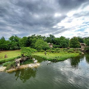 Jun. 2020 - Africa - Plains + Lion Exhibit