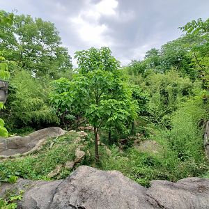 Jun. 2020 - Cat Canyon - First Malayan Tiger Exhibit (Find the Cat)