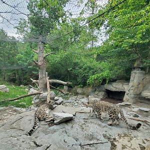 Jun. 2020 - Cat Canyon - Snow Leopard Exhibit