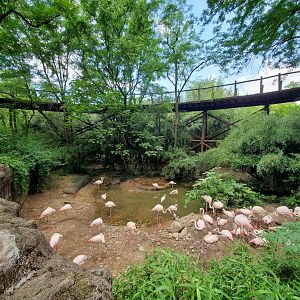 Jun. 2020 - Rhino Reserve - Greater Flamingo Exhibit + Train