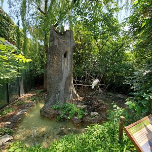Jun. 2020 - Wings of the World - Salmon-crested Cockatoo/Cape Barren Goose Exhibit