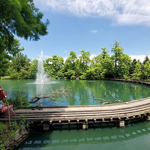 Jun. 2020 - Swan Lake