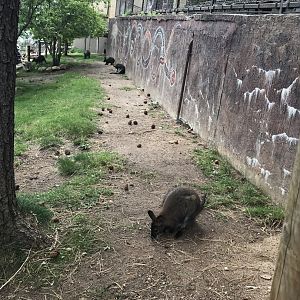 Wallabies at Cheyenne Mountain Zoo