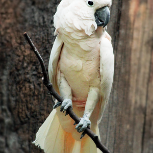 Jun. 2020 - Wings of the World - Sammy - Salmon-crested Cockatoo