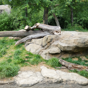 Jun. 2020 - Africa - New Rock Formation/Logs in Lion Exhibit