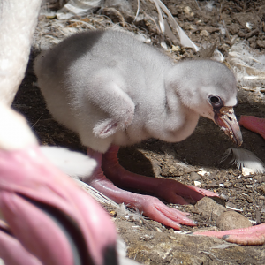 Jun. 2020 - Rhino Reserve - Two Day Old Greater Flamingo