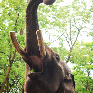 Jun. 2020 - Elephant Reserve - Sabu