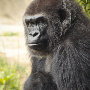 Jun. 2020 - Gorilla World - Mara