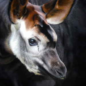 Jun. 2020 - Rhino Reserve - Riley