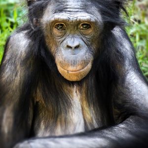 Jun. 2020 - Jungle Trails - Bonobo