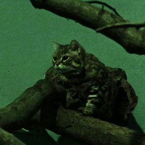 Black-Footed Cat (Felis nigripes)