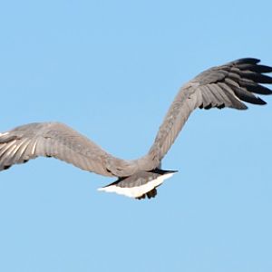 White-bellied sea-eagle